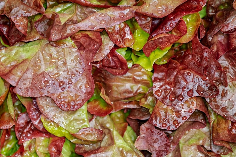 International Salad